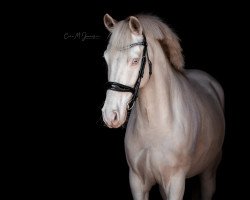 dressage horse Why Not Willi 4 (German Riding Pony, 2013, from Wilky May)