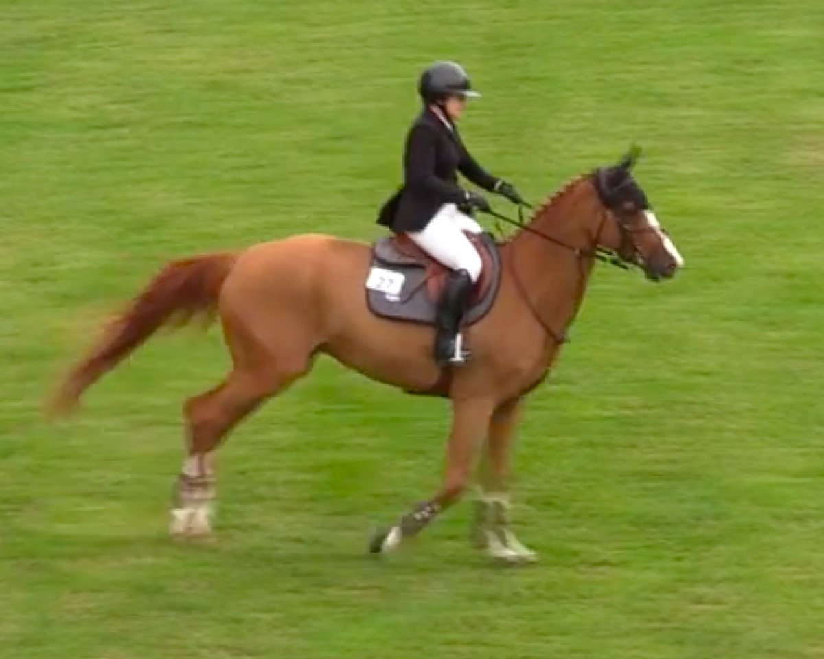 jumper Robain de Mars (Selle Français, 2005, from Dollar de la Pierre)