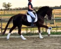 dressage horse Hall of Fame BS (Oldenburg, 2016, from Hampton)