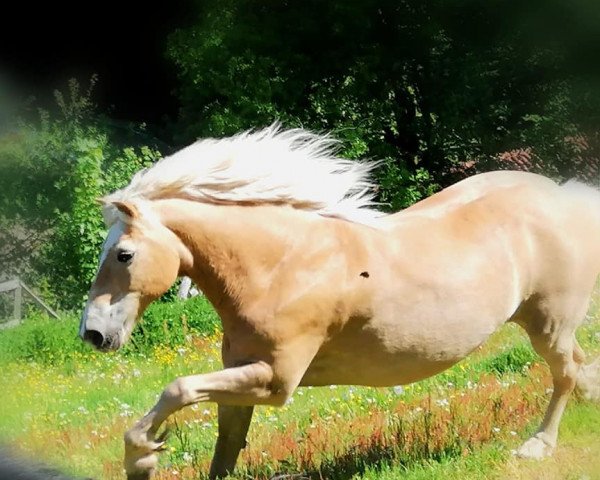 Pferd Amras (Haflinger, 1999, von Alpenstern)