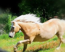 Pferd Amras (Haflinger, 1999, von Alpenstern)