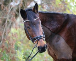 broodmare Stella (Hessian Warmblood, 1998, from Stargate)