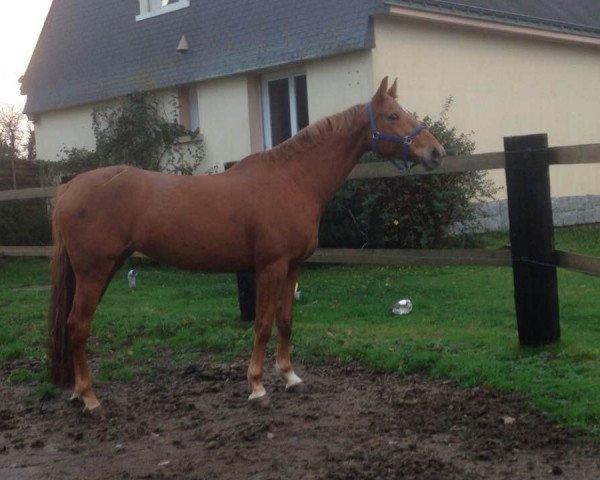 broodmare Romane de Mars (Selle Français, 2005, from Lamm de Fétan)