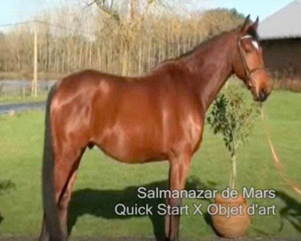 horse Salmanazar de Mars (Selle Français, 2006, from Quick Star)