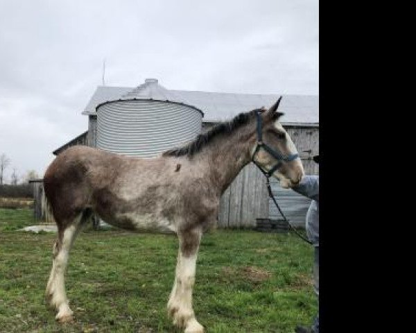 Pferd Gor-dey Moonduff (Clydesdale, 2019, von Maple Stone Dufferin)