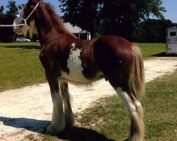 stallion Protege's Sensational Chase ET (Clydesdale, 2015, from Gregglea Azar's Protege)