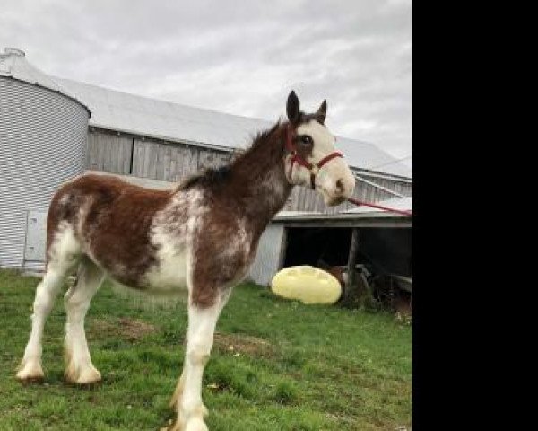 horse Gor-dey Beau (Clydesdale, 2020, from Protege's Sensational Chase ET)