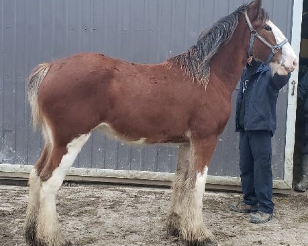 Pferd Five Point Pride's Lola (Clydesdale, 2019, von Hunterlea Hill Imperial Pride)