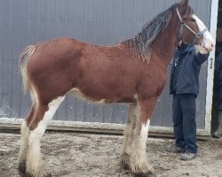 horse Five Point Pride's Lola (Clydesdale, 2019, from Hunterlea Hill Imperial Pride)