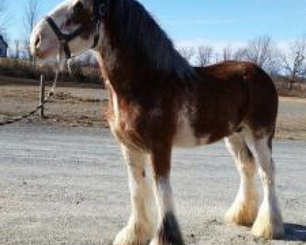 Deckhengst Stoney Creek Pistol (Clydesdale, 2009, von Deighton Telstar)