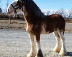 stallion Stoney Creek Pistol (Clydesdale, 2009, from Deighton Telstar)