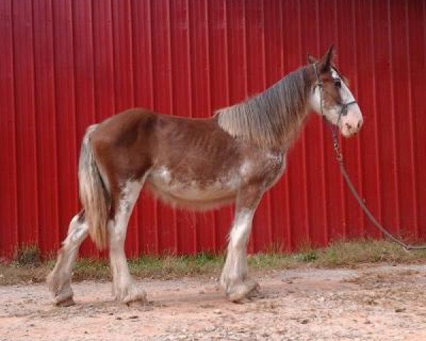 Pferd Cross Creek Pistol's Grace (Clydesdale, 2019, von Stoney Creek Pistol)