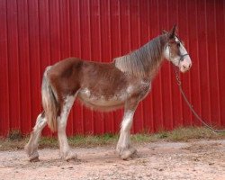 Pferd Cross Creek Pistol's Grace (Clydesdale, 2019, von Stoney Creek Pistol)