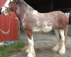 Zuchtstute Stoney Creek Cami (Clydesdale, 2008, von Deighton Designer)