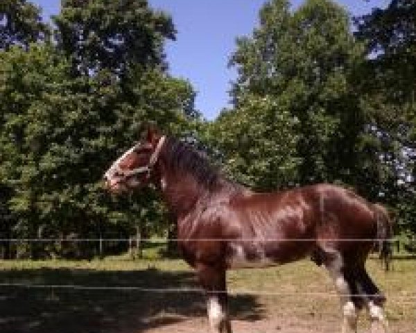 stallion Stoney Creek Henry (Clydesdale, 2011, from Stoney Creek Commadore)