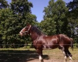 stallion Stoney Creek Henry (Clydesdale, 2011, from Stoney Creek Commadore)