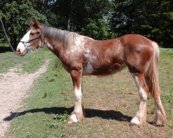 Pferd Cross Creek Carlie (Clydesdale, 2019, von Stoney Creek Henry)