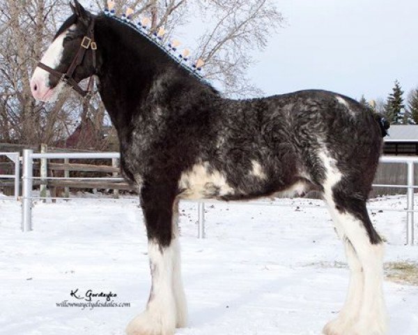 stallion Thorpe Hill Bomber (Clydesdale, 2013, from Bratlach Millichen)