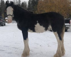 Pferd Castlerock Alberta Blue (Clydesdale, 2019, von Thorpe Hill Bomber)