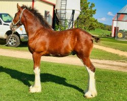 horse Brookside Dale (Clydesdale, 2020, from Tablerock's Cracker Jack)