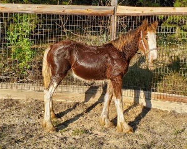 horse Big Shoe Gretta (Clydesdale, 2020, from Big Shoe Maverick)