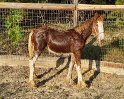 horse Big Shoe Gretta (Clydesdale, 2020, from Big Shoe Maverick)