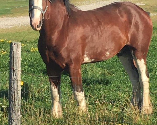 Deckhengst Bell's Superior Jack (Clydesdale, 2017, von Tablerock's Cracker Jack)