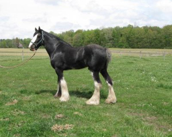 Deckhengst Battle River Hightower's Alex (Clydesdale, 2016, von Hatfield Hightower)