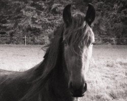 horse Eddie (Friese,  )