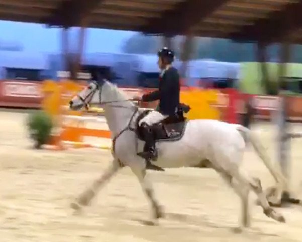 Springpferd Citadelle de Mars (Selle Français, 2012, von Vauban de Ste Hermelle)