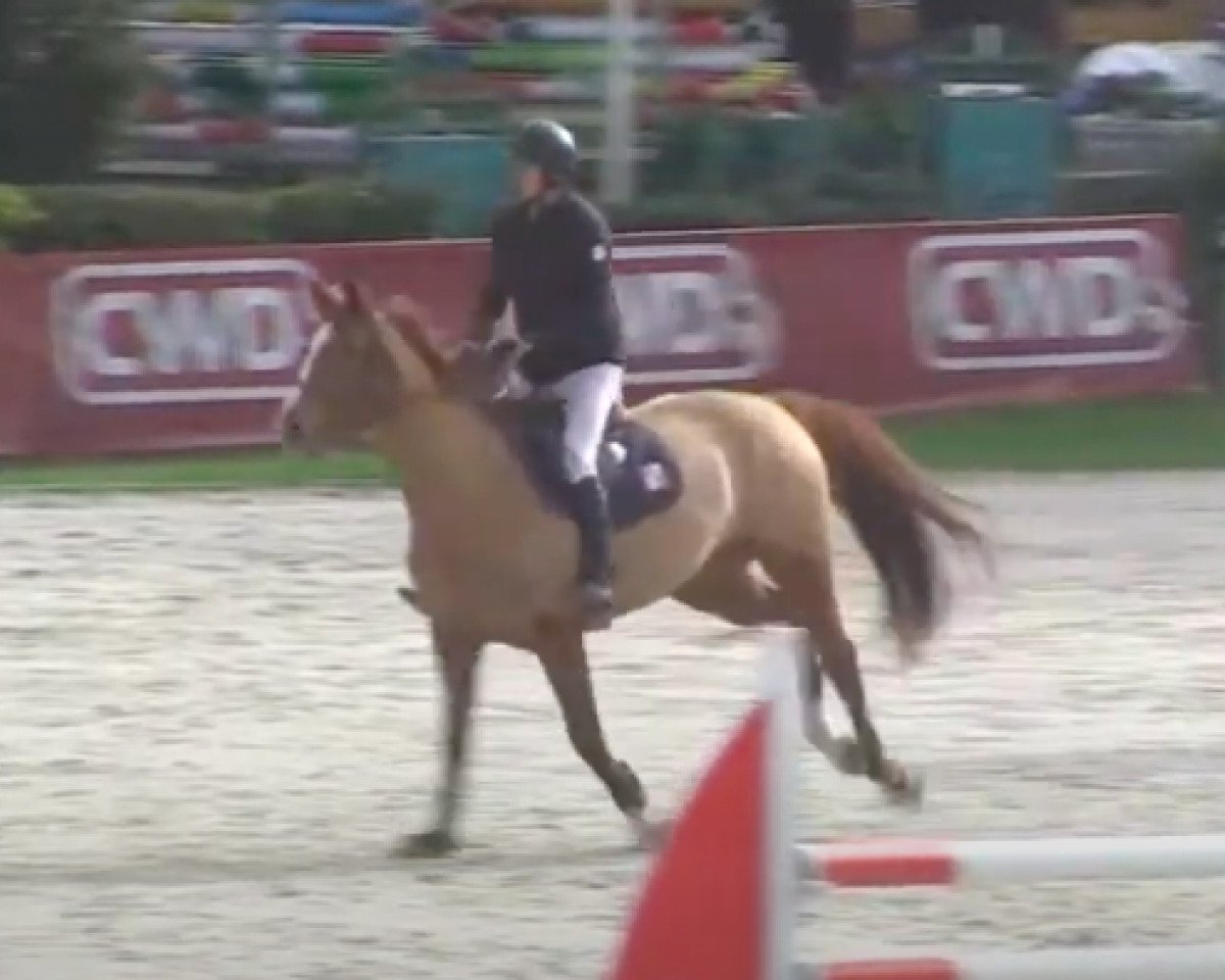 horse Berangere de Mars (Selle Français, 2011, from Dollar de la Pierre)