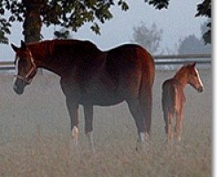 broodmare Absynthe de Mars (Selle Français, 2010, from Lamm de Fétan)