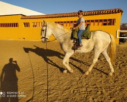 horse Camaron (Andalusier, 1998)