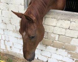 dressage horse Valentino du hans (Hanoverian, 2016, from Vivaldi)