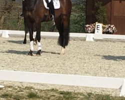 dressage horse Facila (Hanoverian, 2015, from Fürstenball)