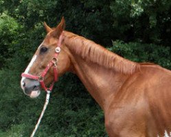 horse Elton 21 (Hanoverian, 2000, from Espri)