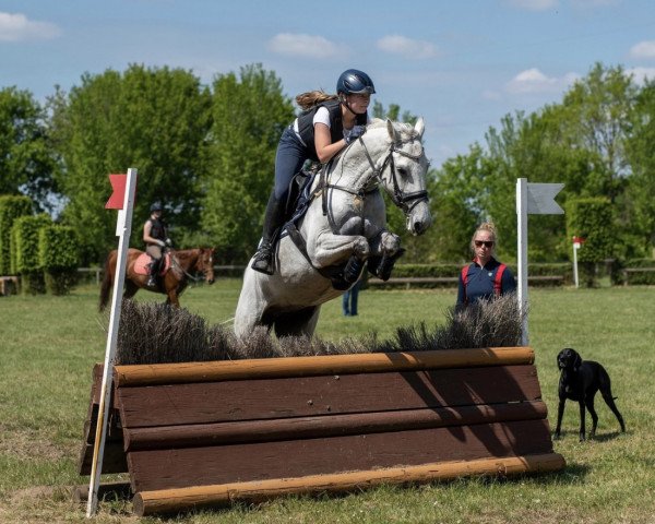 jumper Snow Flake AT (Holsteiner, 2012, from Clearway)