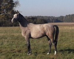 jumper Gregory Z (Zangersheide Reitpferd, 2018, from Gallardo)