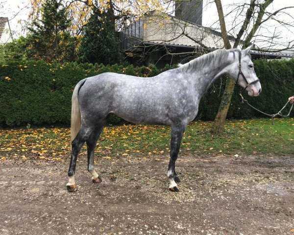 broodmare Carolin (German Sport Horse, 2016, from Calidrio)