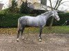 broodmare Carolin (German Sport Horse, 2016, from Calidrio)