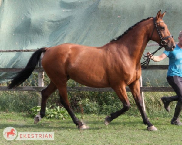 broodmare Chamberly (Oldenburg, 2010, from Chamberland)