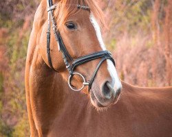 dressage horse Feeline (Westphalian, 2007, from Farbenspiel)