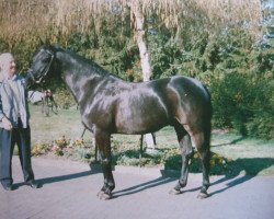 horse Spencer (Hanoverian, 1983, from Salem 4258)