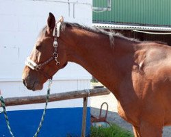 horse Lacoste 113 (Brandenburg, 2005, from Lesotho)