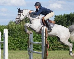 Springpferd Toupie du Quesnoy (Selle Français, 2007, von Ogrion des Champs)