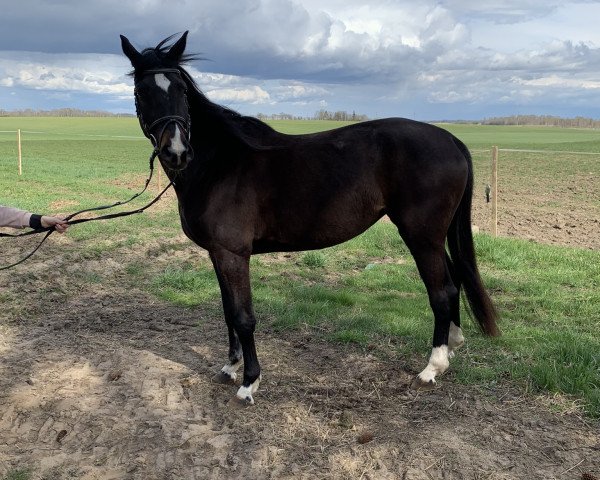 dressage horse Violence (Trakehner, 2016, from Ice Age)