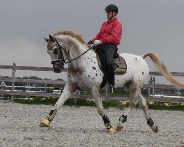 Deckhengst Isala's Orient (Nederlands Appaloosa Pony, 2000, von Krimh ox)