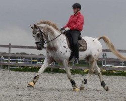 Deckhengst Isala's Orient (Nederlands Appaloosa Pony, 2000, von Krimh ox)