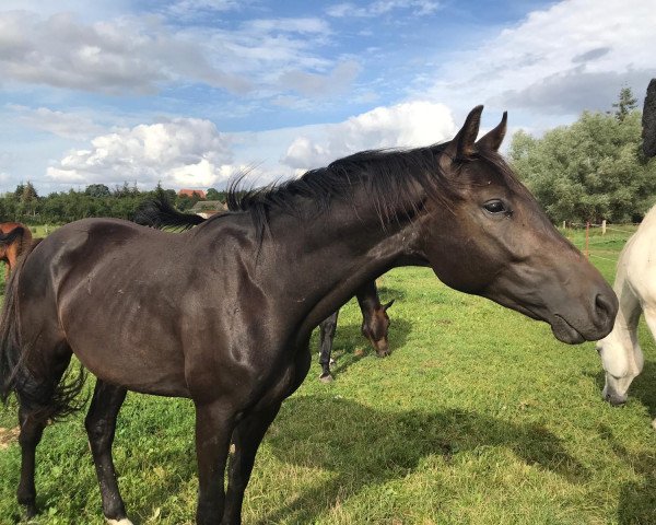 jumper Calvin klein (Mecklenburg, 2018, from Comme Prevu)