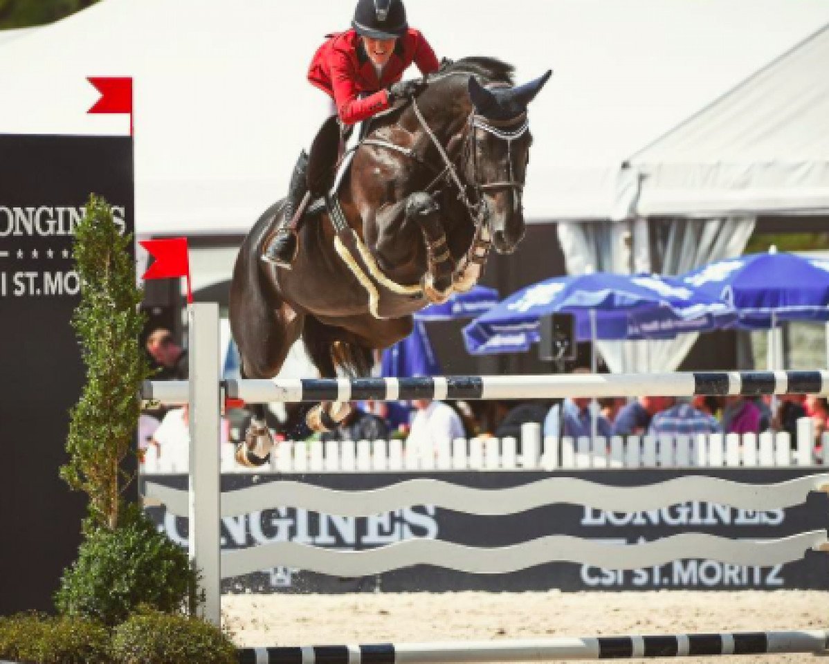 jumper Diamanty Di Magico Z (Zangersheide riding horse, 2008, from Diamant de Semilly)